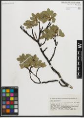 Foto von Salix myrsinites L.
